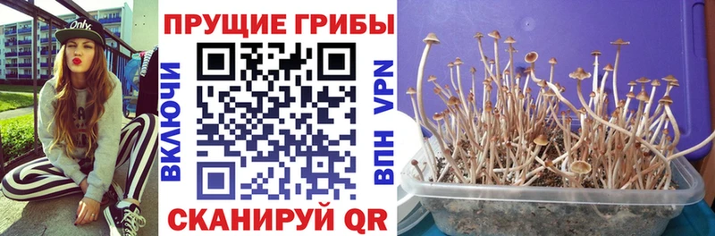 Галлюциногенные грибы мицелий  Купить закладки  Великий Устюг 